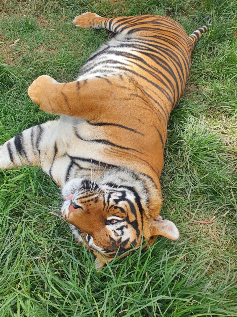 WhatsApp Image 2023-01-16 at 08.32.03 Sheba is well looked after female tiger