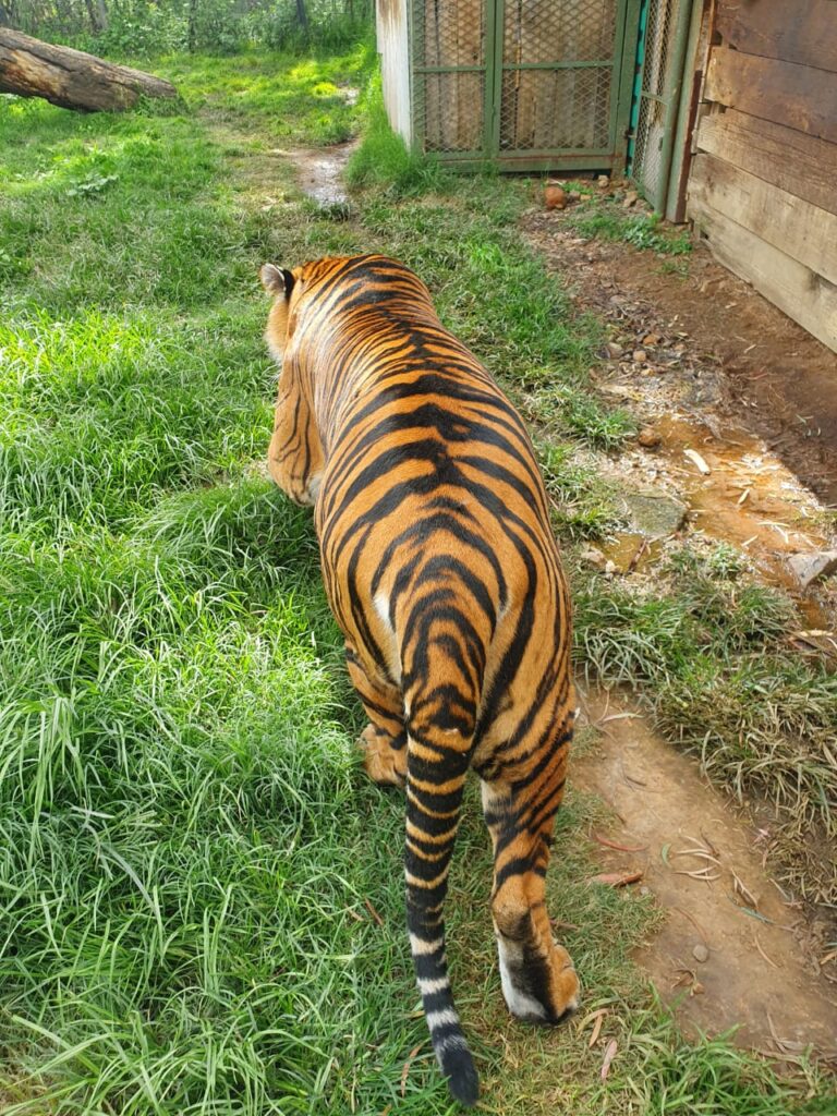 WhatsApp Image 2023-01-16 at 08.32.04 Sheba in her enclosure