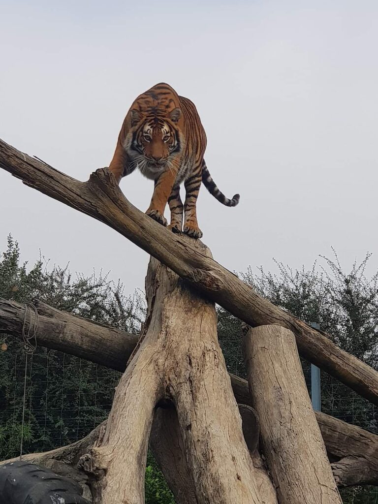 WhatsApp Image 2023-01-16 at 08.32.04(1) Sheba is well kept enclosure