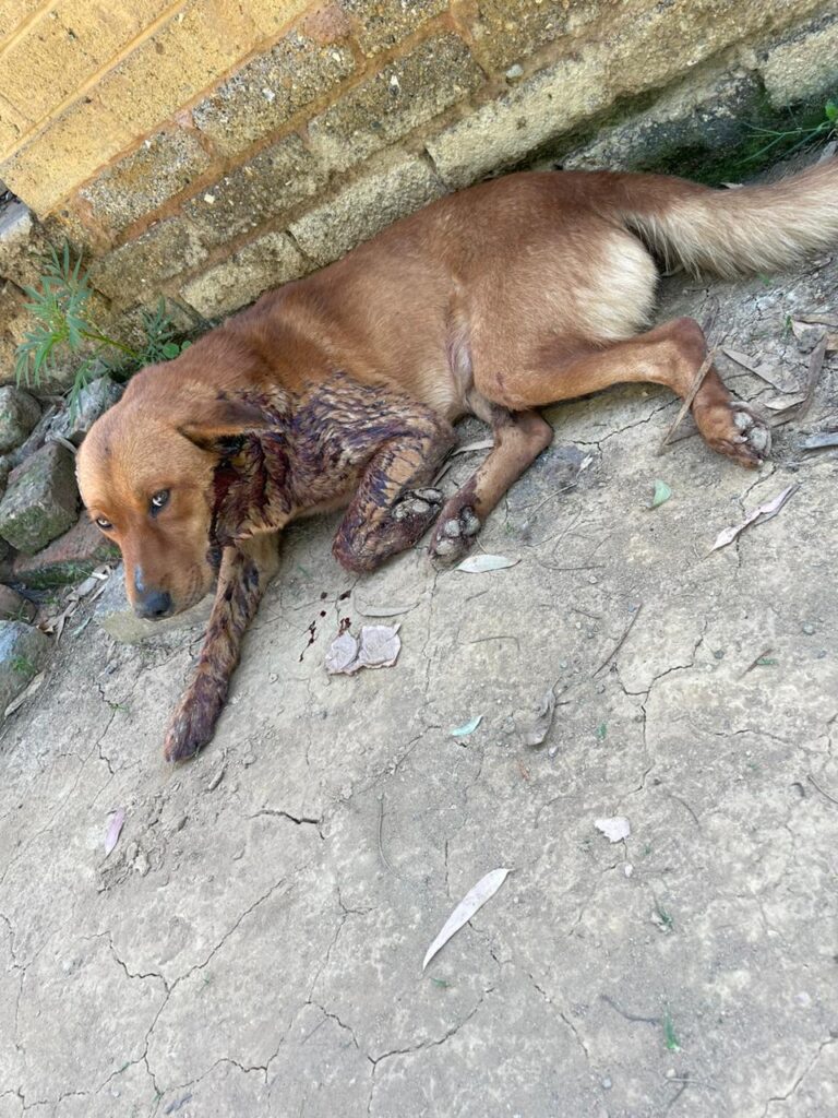 WhatsApp Image 2023-01-16 at 19.39.25 The second dog that was mauled and had to be eutheanized by the NSPCA